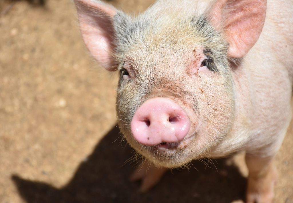 absolutely adorable pig looking up