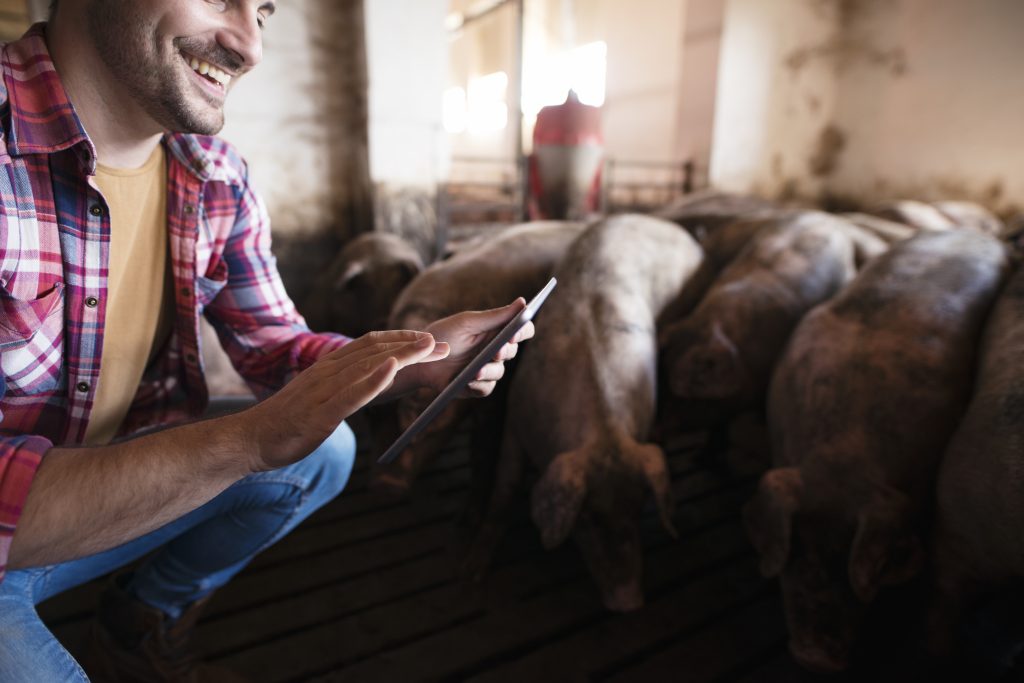 closeup view farmer touching tablet pig farm while pigs domestic animals eating background
