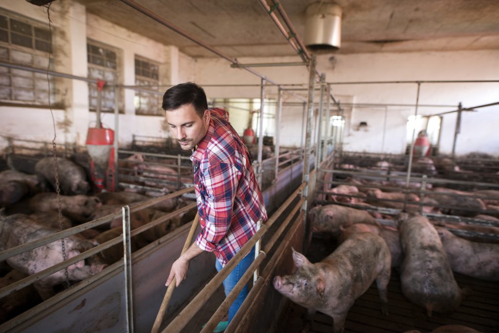 farm worker cleaning keeping pigpen pigs clean