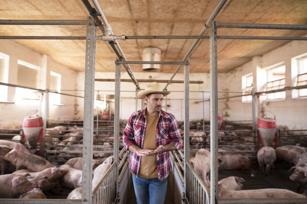 farm worker walking by pig cages