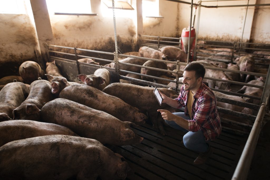 farmer cattleman taking care pigs
