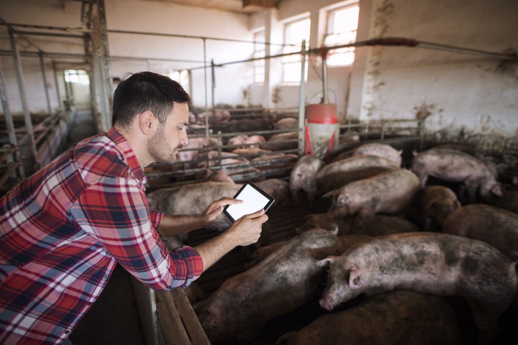 farmer pig farm using modern application his tablet check pigs health condition food ration