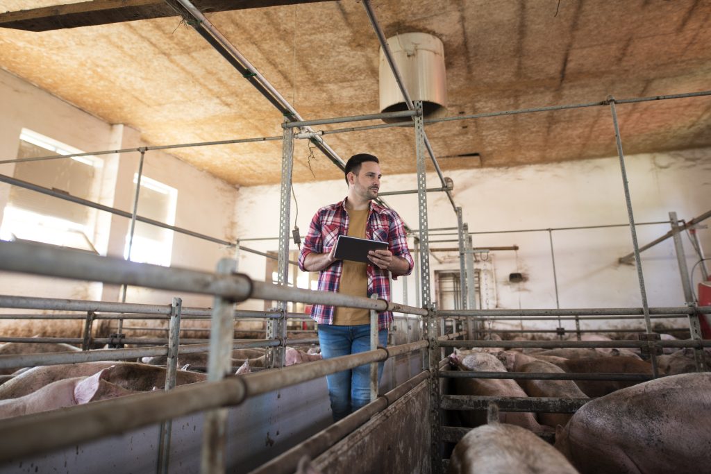 farmer walking through large pigpen controlling pigs growth via tablet computer