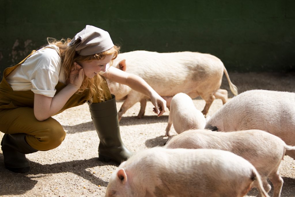 full shot woman feeding pigs