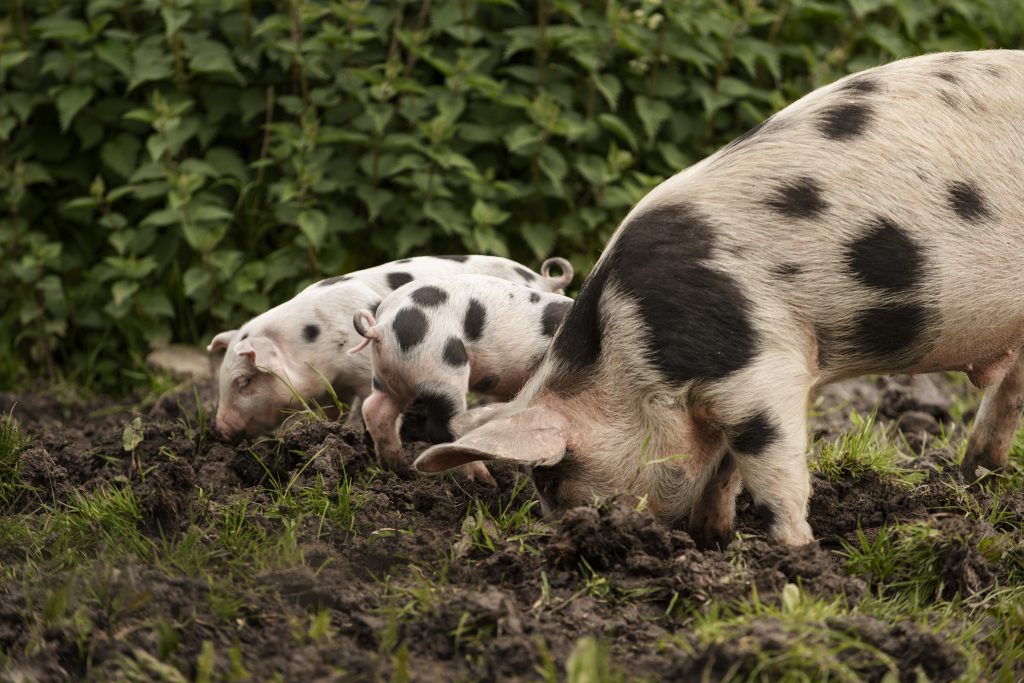 pigs grazing around farm