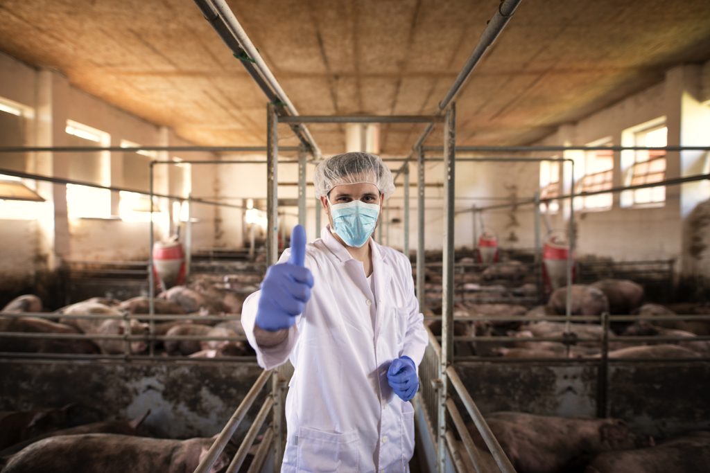 portrait veterinarian white protective suit with hairnet mask standing pig pen showing thumbs up pig farm