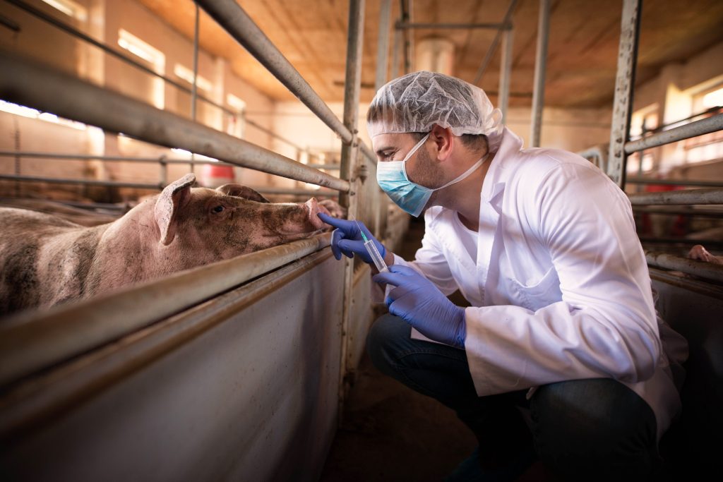 veterinarian doctor ready give medicine shot pig farm