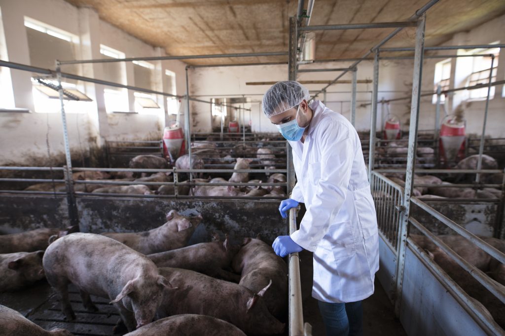 veterinarian leaning cage fence observing pigs pig farm checking their health growth